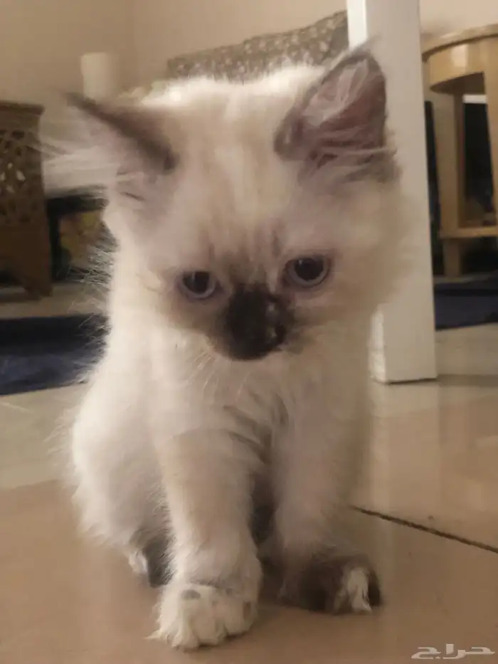 قطوة هملايا 4