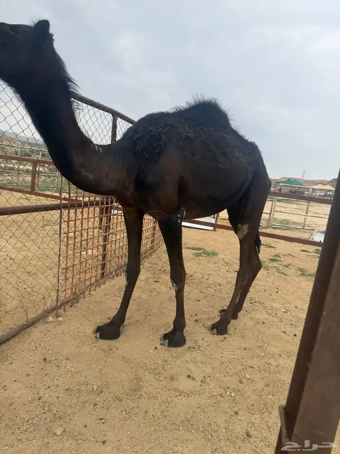 بكرة لقيه 2