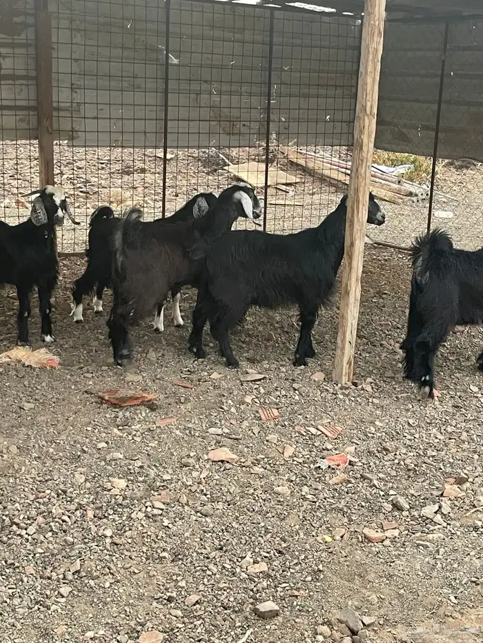 تيوس مخاصي طيبه ونظيفه ( انباعت الله يبارك له ) 1