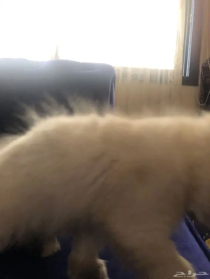 قطوة هملايا 6