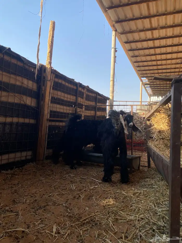 تيوس جذعان للبيع 1