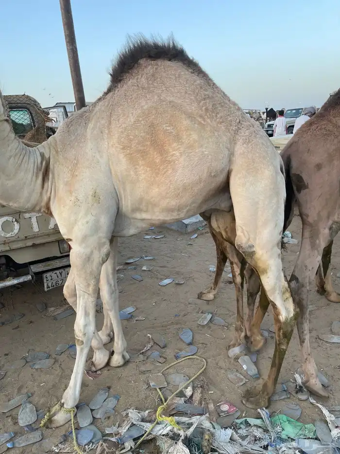 للبيع القعدان الكفو للمبادي وزواجات 10