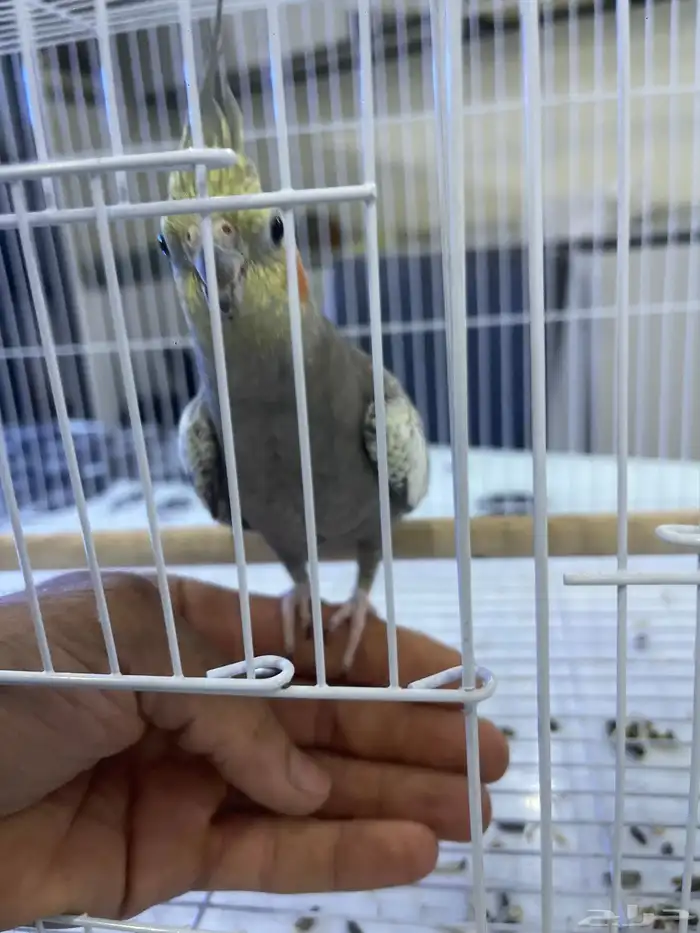 ببغاء أليف للبيع 0