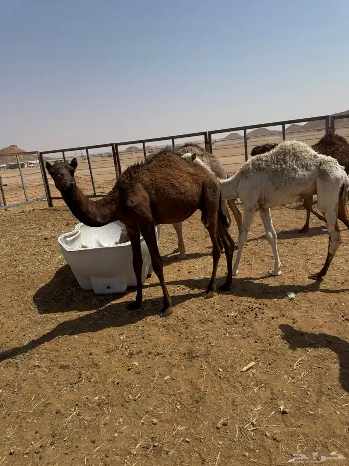 حشو للبيع كلها قعدان 3