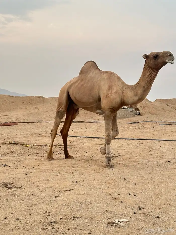 فحل ابل طيب ومشروط 5