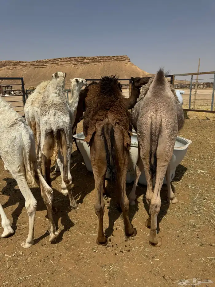 حشو للبيع كلها قعدان 1