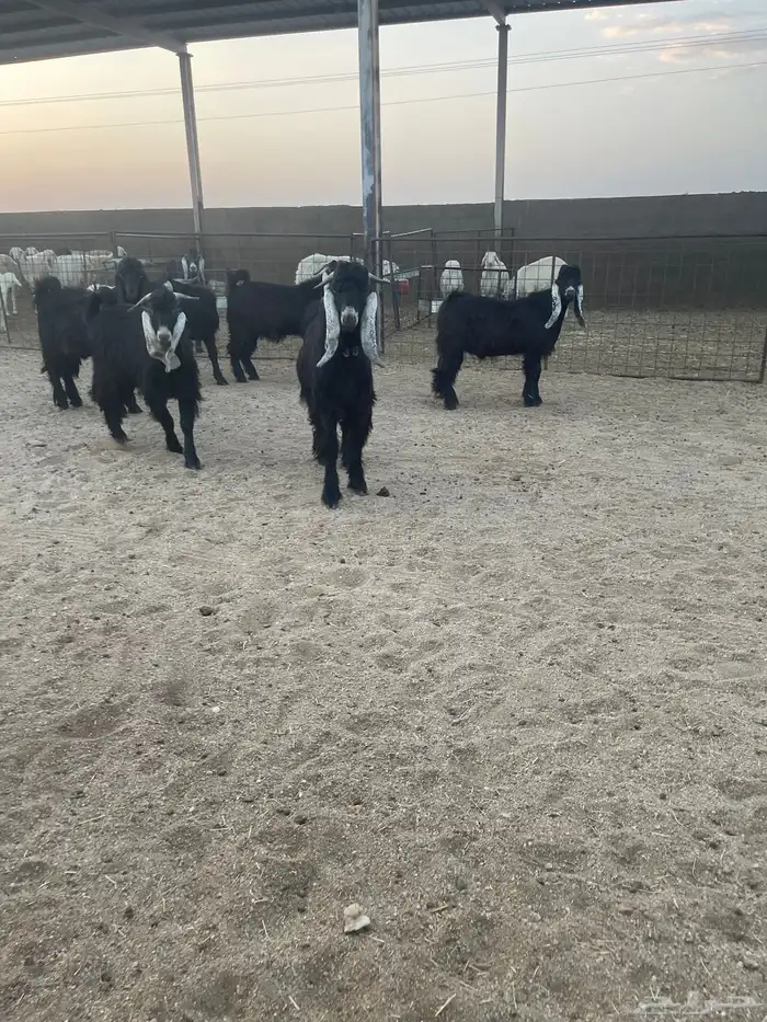 تيوس بريه العدد6 5