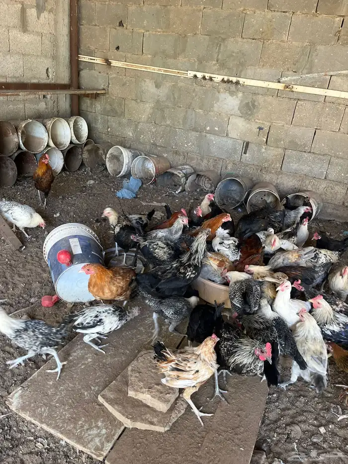 دجاج وديكه 1