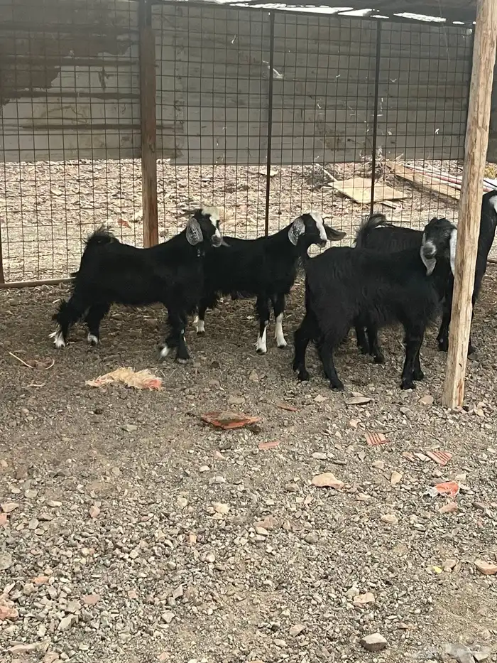 تيوس مخاصي طيبه ونظيفه ( انباعت الله يبارك له ) 0