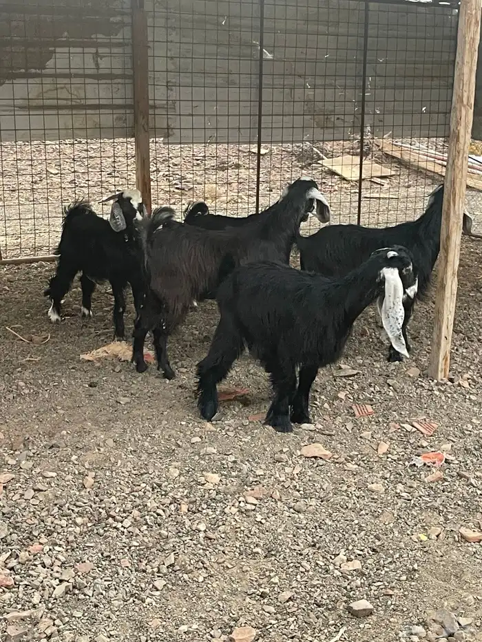 تيوس مخاصي طيبه ونظيفه ( انباعت الله يبارك له ) 2