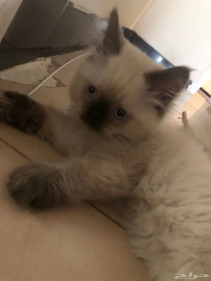 قطوة هملايا 3