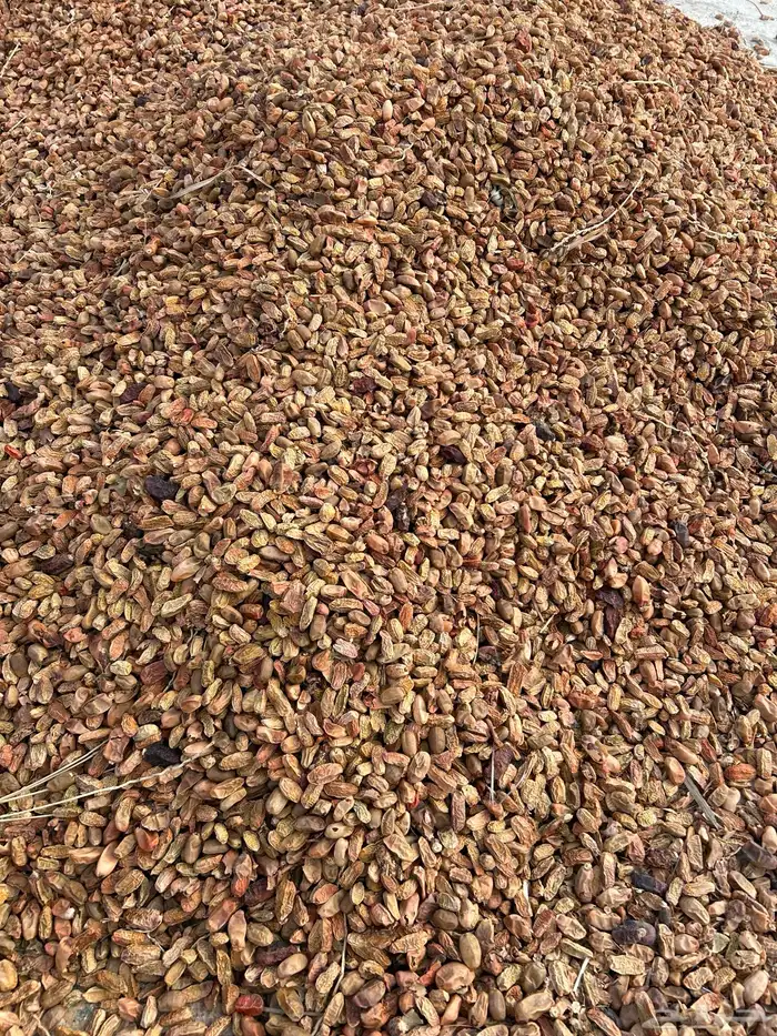 تمر علف ناشف 1