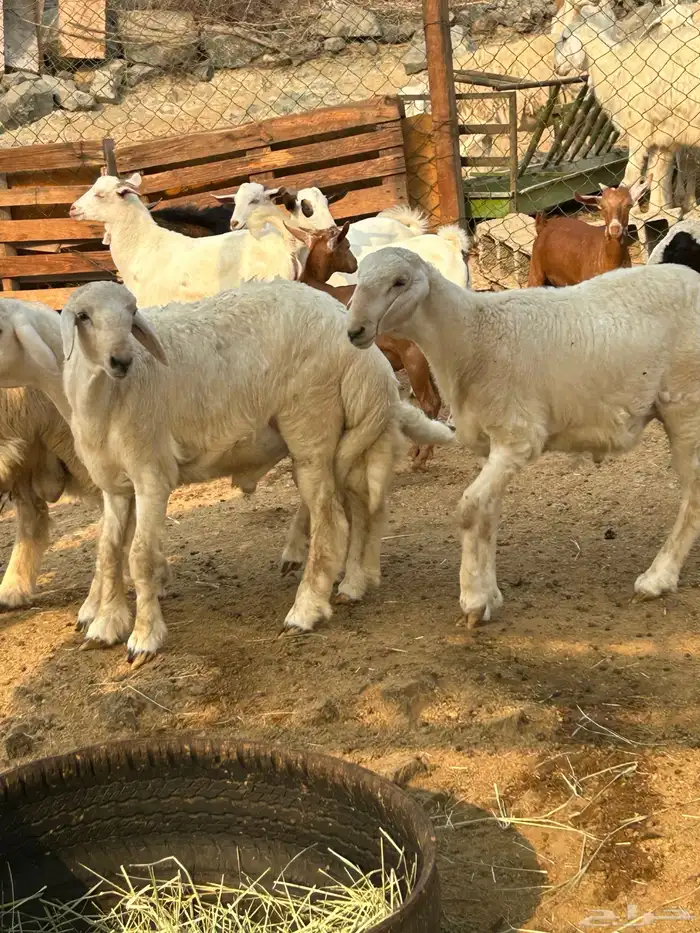 طليان ورخال حرية وتيوس وجفار محايلية 4