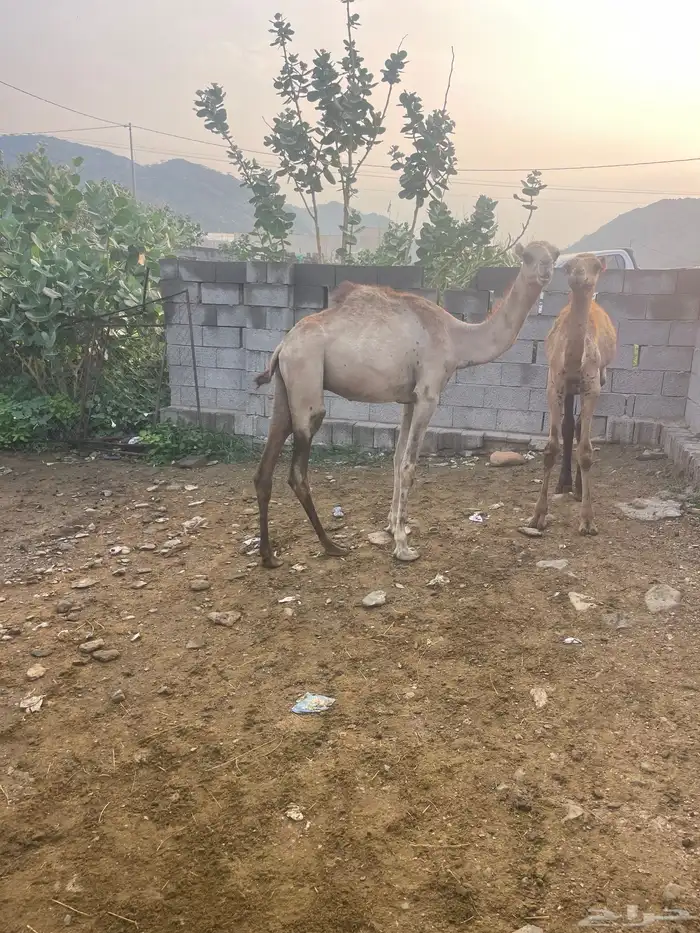 قعدان للبيع 1