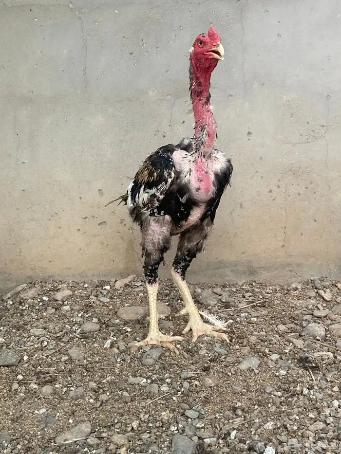 ديك باكستاني 4