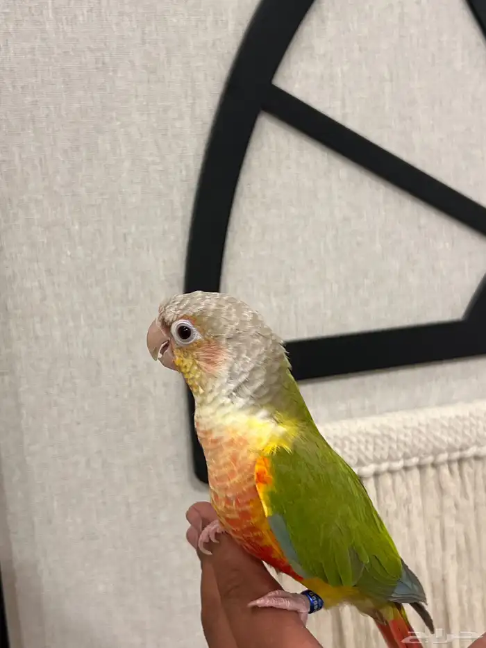 كنيور اناناس رد فاكتور هدد نشبه متكلم بطلاقة جريئ 5