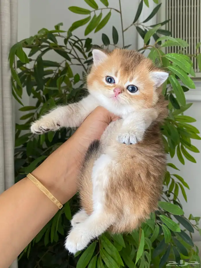 قطط للبيع سكوتش 1