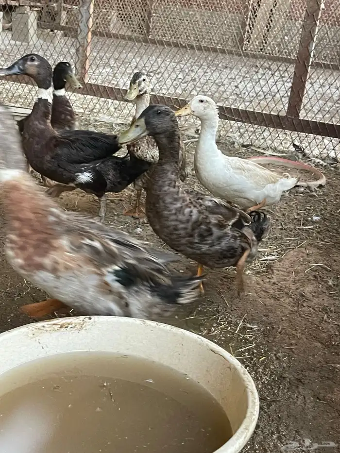 بط ذكور فقط 5