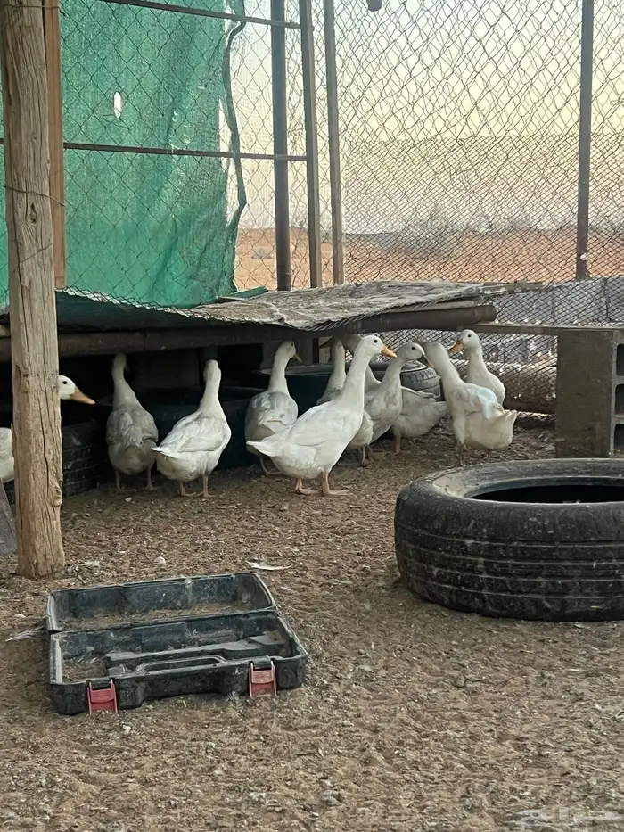 بط بكيني بياض عمره صغير 2