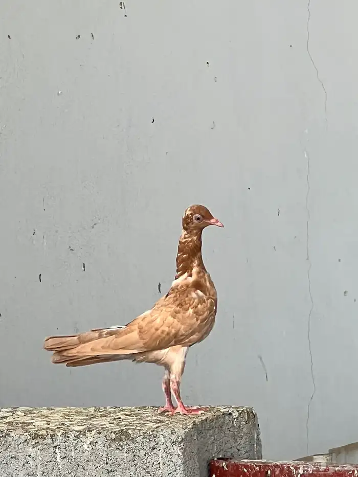 انثاء هزاز شيكر 3