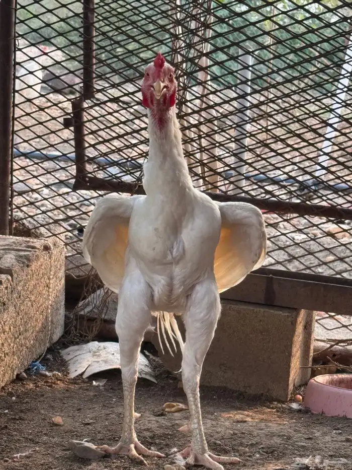 ديك سندي بيور 7