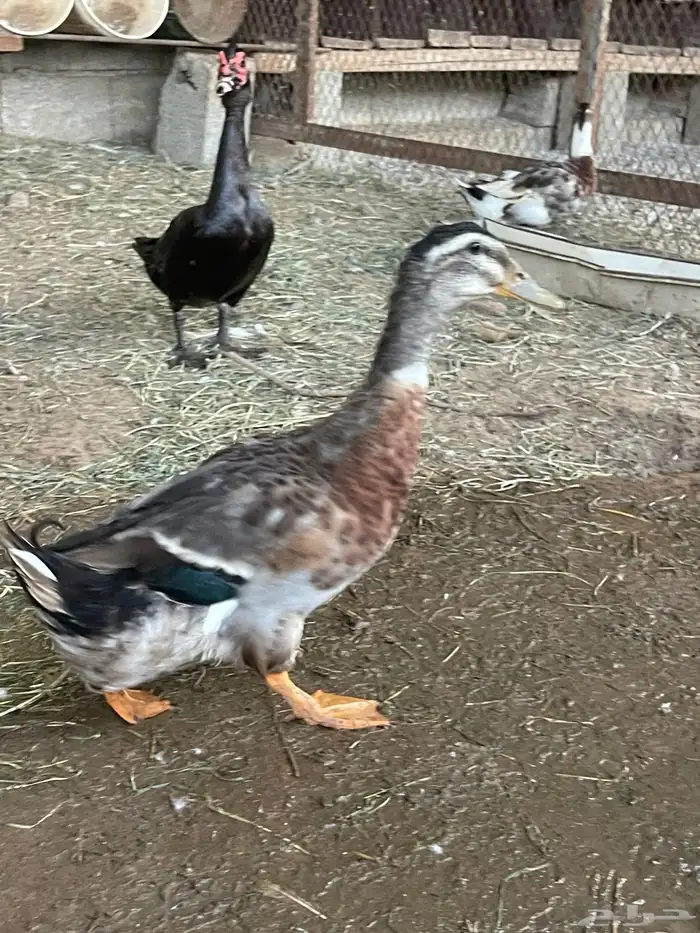 بط ذكور فقط 3