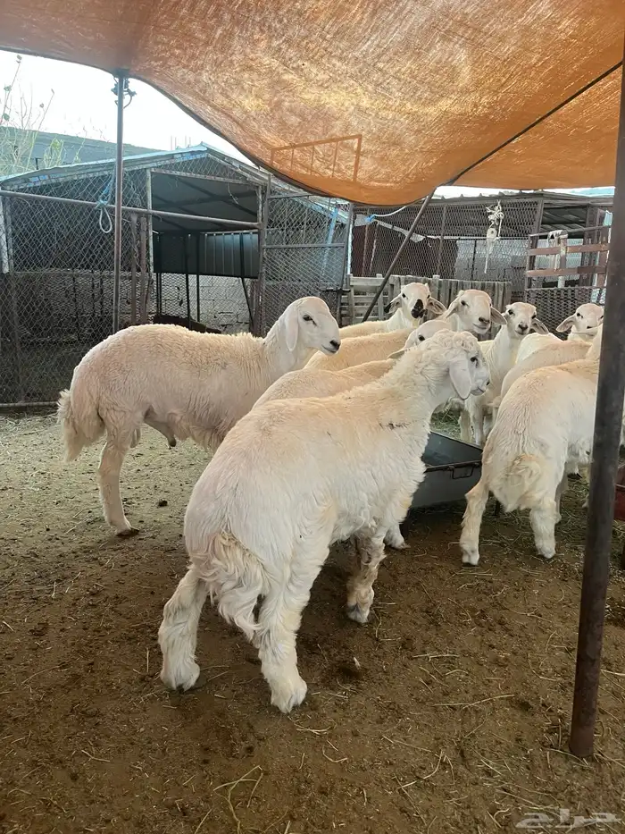 ياهل الجبر ياهل الزين طليان جبره كفو 6