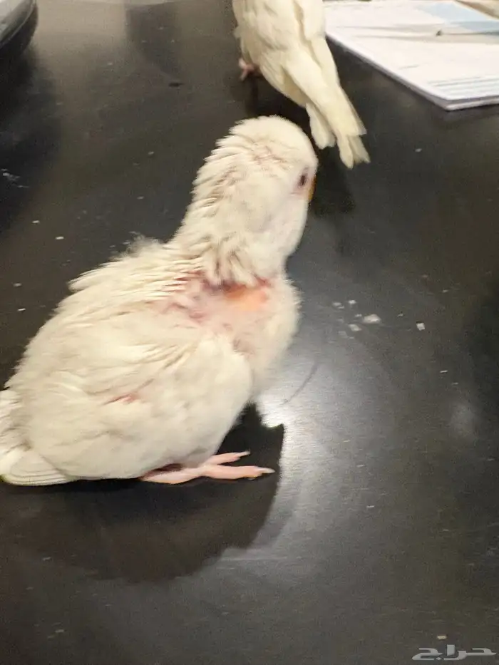 فروخ روز البينو 1