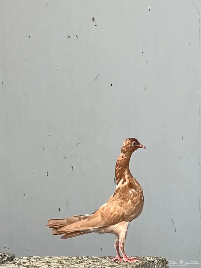 انثاء هزاز شيكر 0