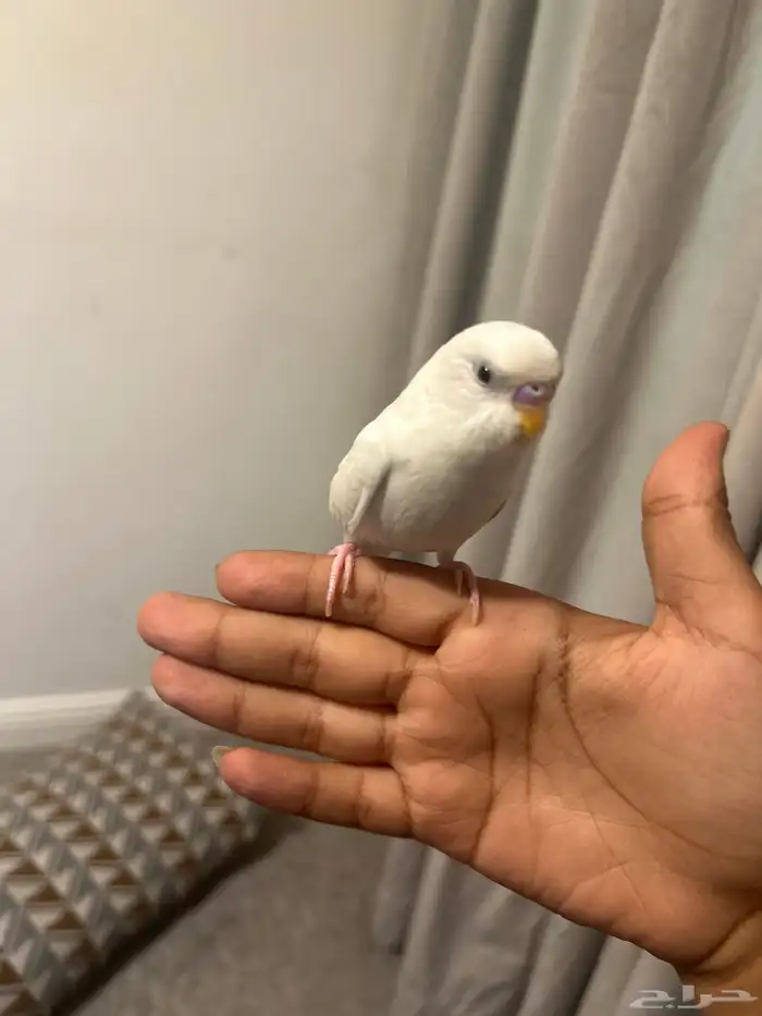 طير حب متدرب ما يعدض 0