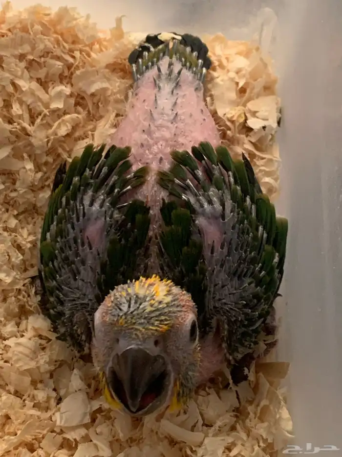 فرخ صن كنيور 0