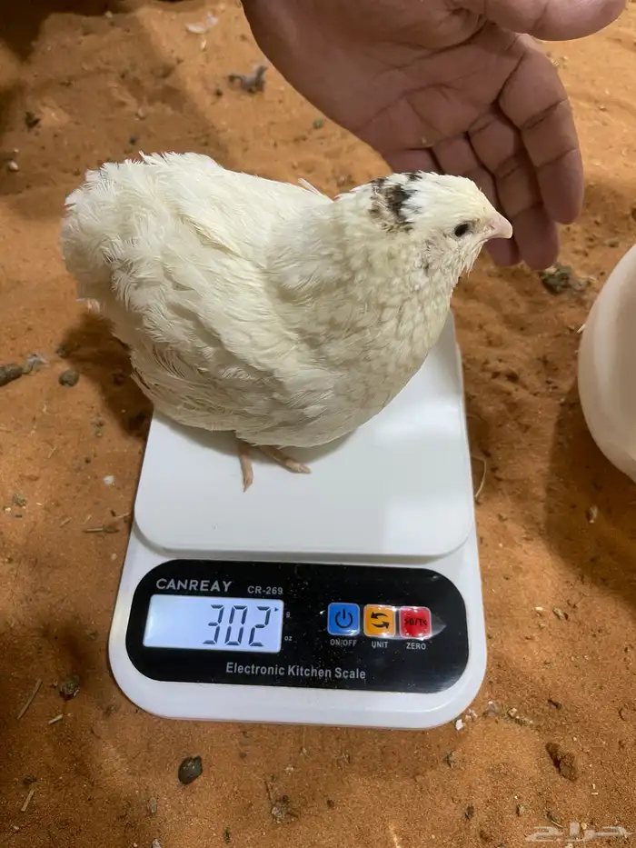 سمان تكساس بشاير  تم البيع 4