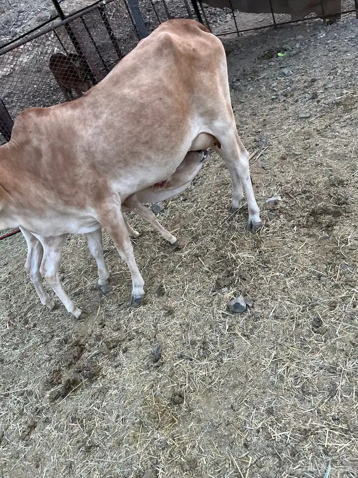 حسيله بكرعليه حسيله حليب كفو ومشروطه من جميع العذاريب 4