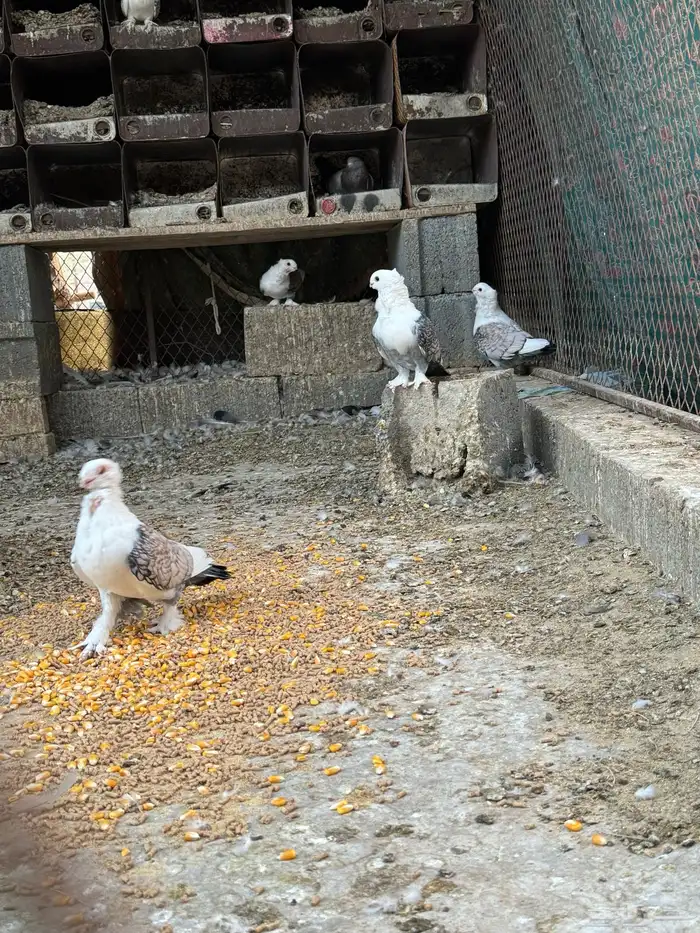 للبيع حمام حب رمان 2