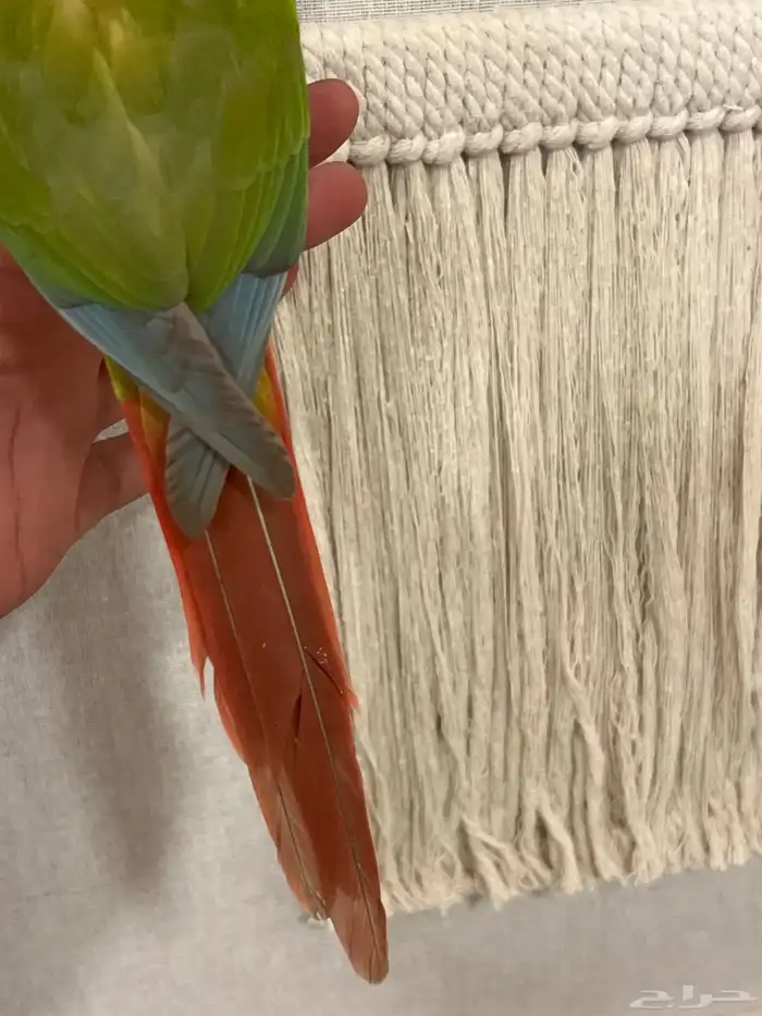 كنيور اناناس رد فاكتور هدد نشبه متكلم بطلاقة جريئ 4