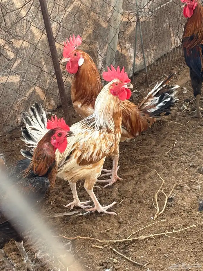 ديكهالعدد4 2