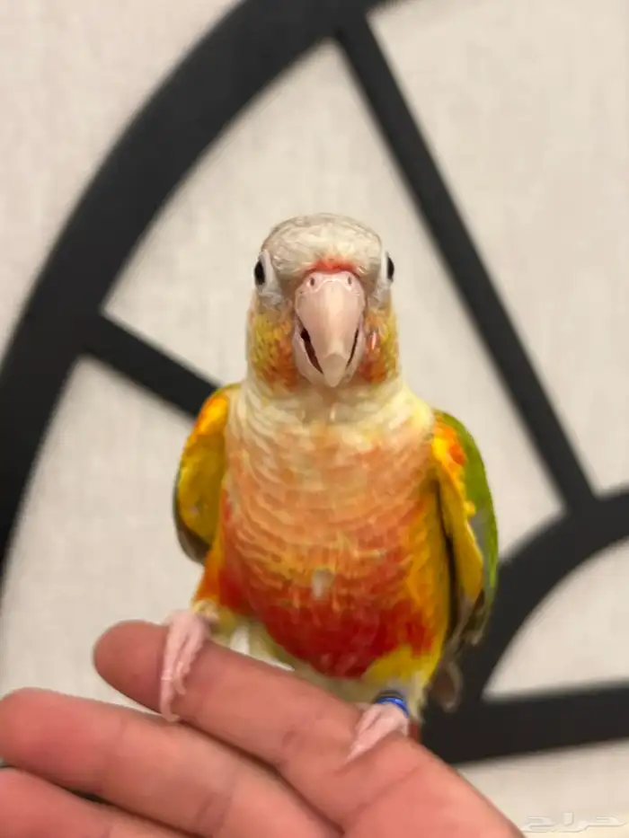 كنيور اناناس رد فاكتور هدد نشبه متكلم بطلاقة جريئ 2