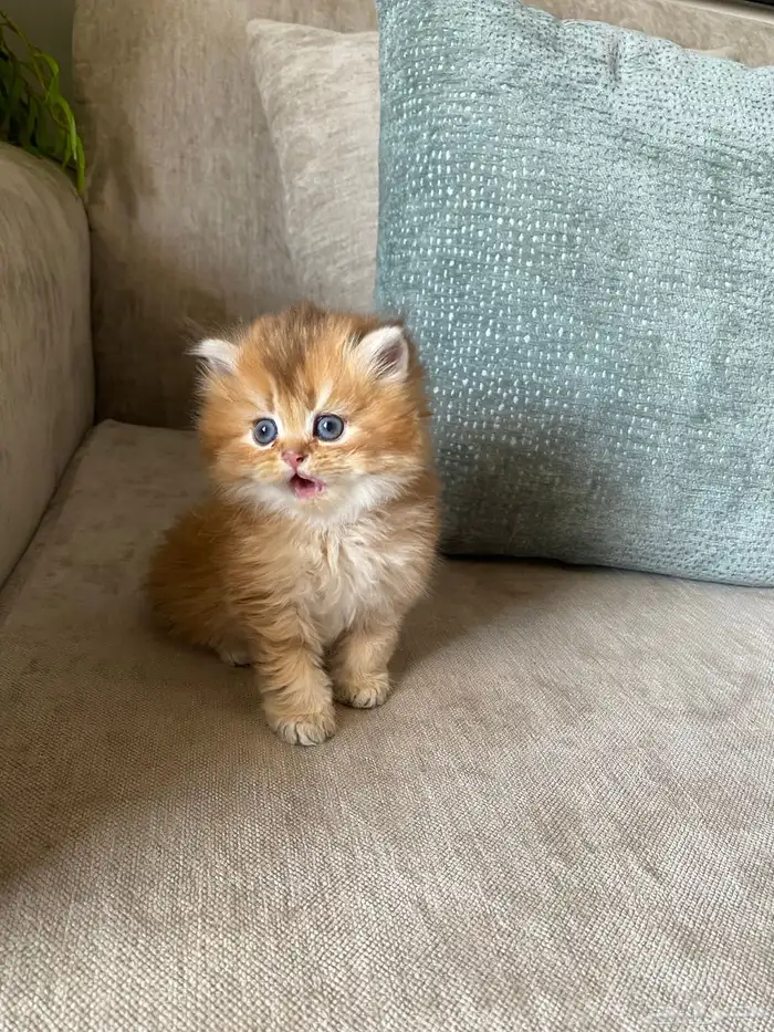 قطط للبيع سكوتش 5