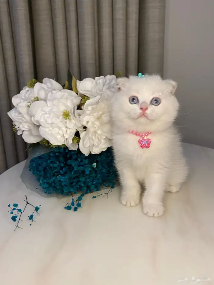 قطط للبيع سكوتش 8