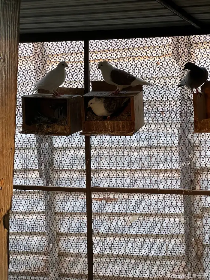 حمام زواجل مشكلة 0