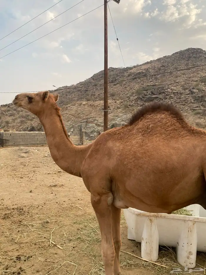 قعود مفرود مقفل شحم 0