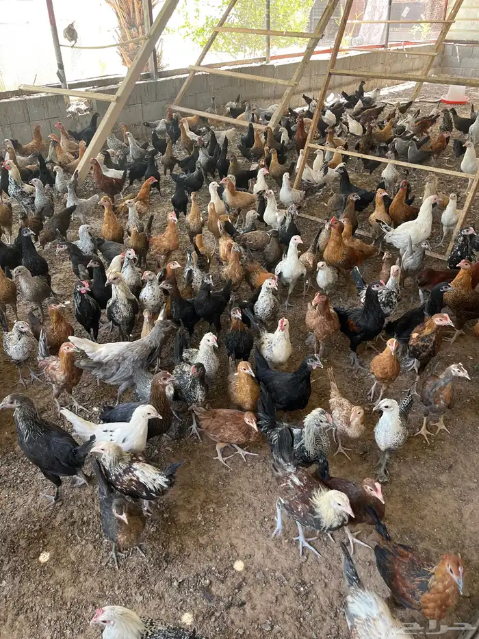 دجاج وديكه 2