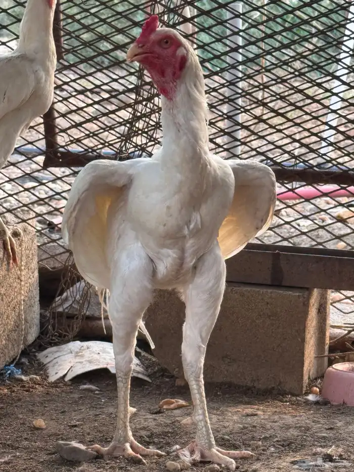 ديك سندي بيور 4