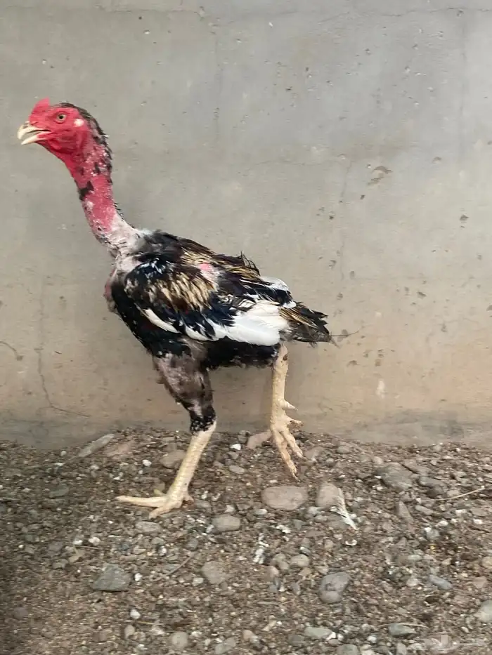 ديك باكستاني 1