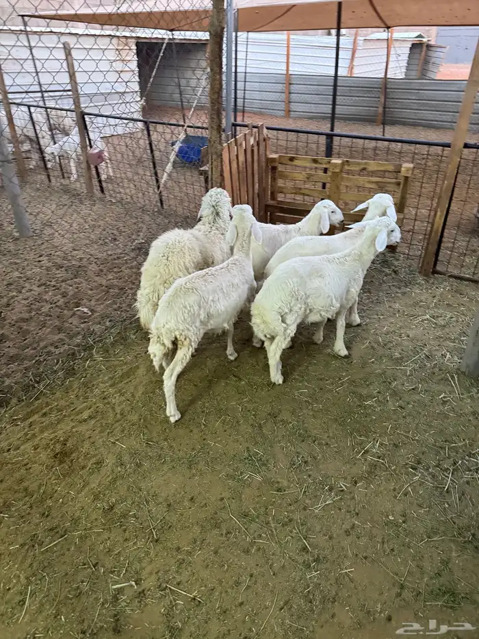 3 طليان ورخلين 4