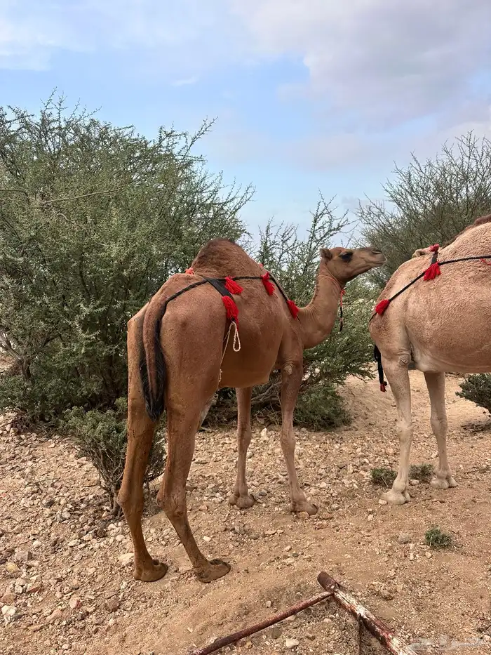 نياق عوادي 6