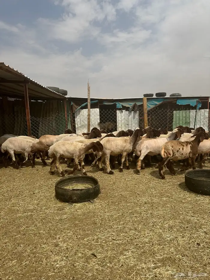 جذعات أنعيم. طيبه اللبييع 1