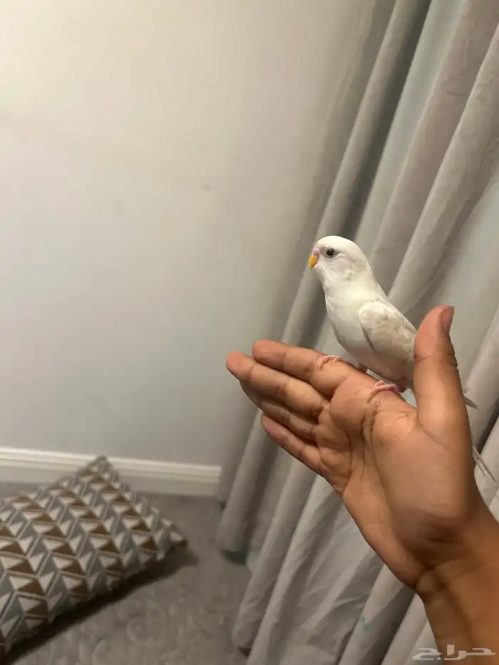 طير حب متدرب ما يعدض 1