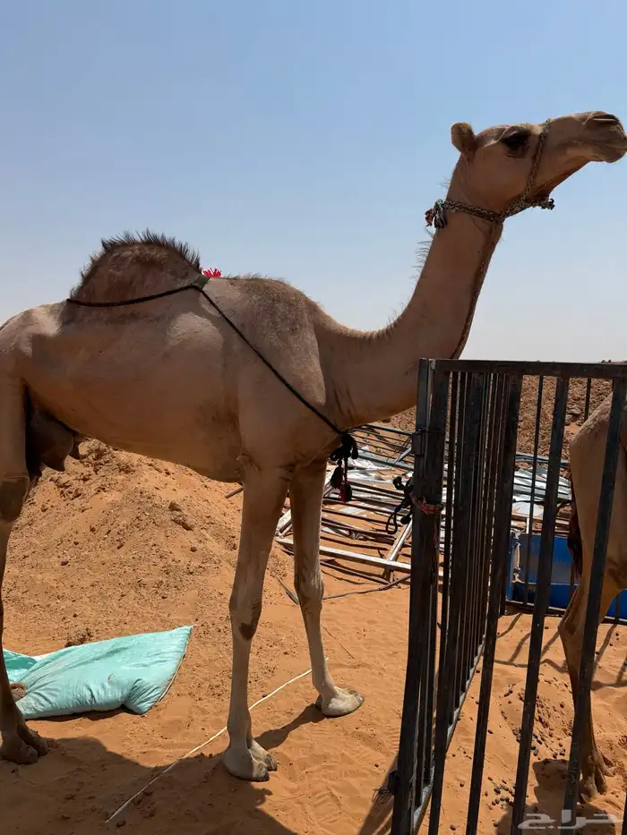 للبيع حمرا هجن مفرود ولدها منها نظيفه وديسها نظيف تصلح ضير 0