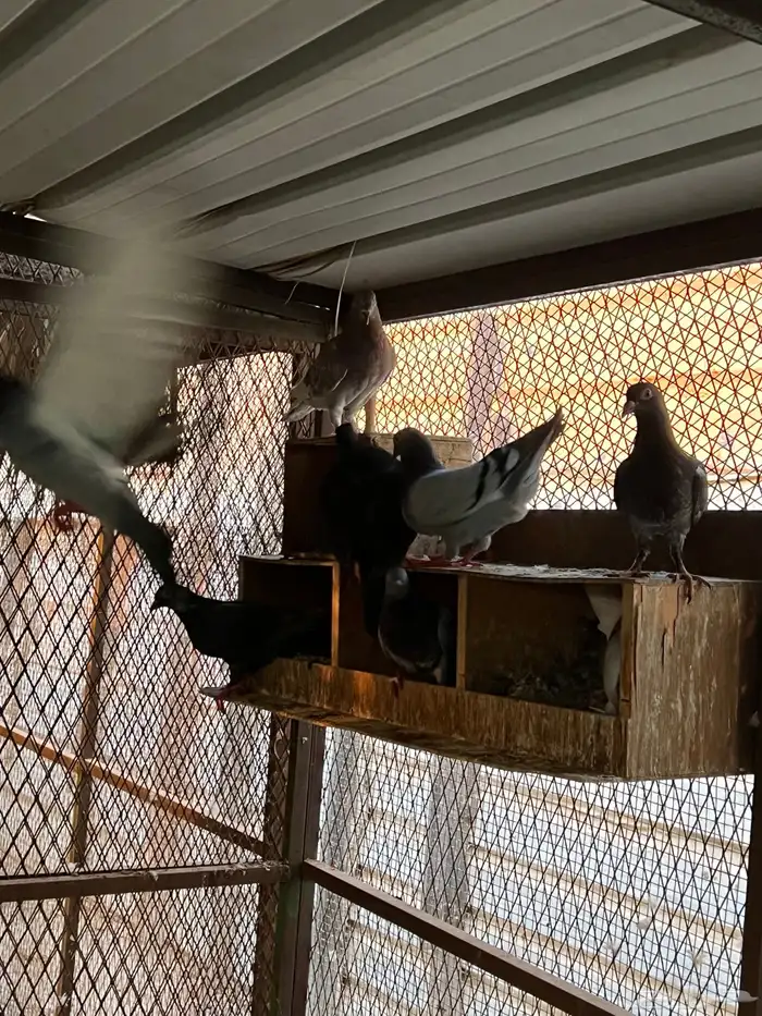 حمام زواجل مشكلة 6